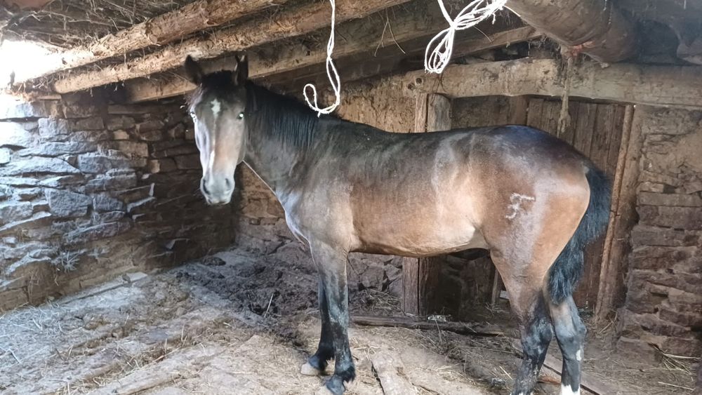 4 жасар айғыр сатылады!