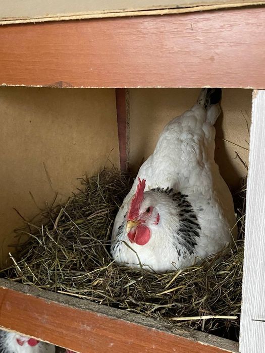 Адлерский Серебристый