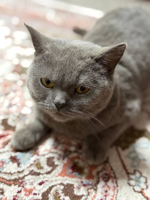 Parodali Mushuk sotiladi