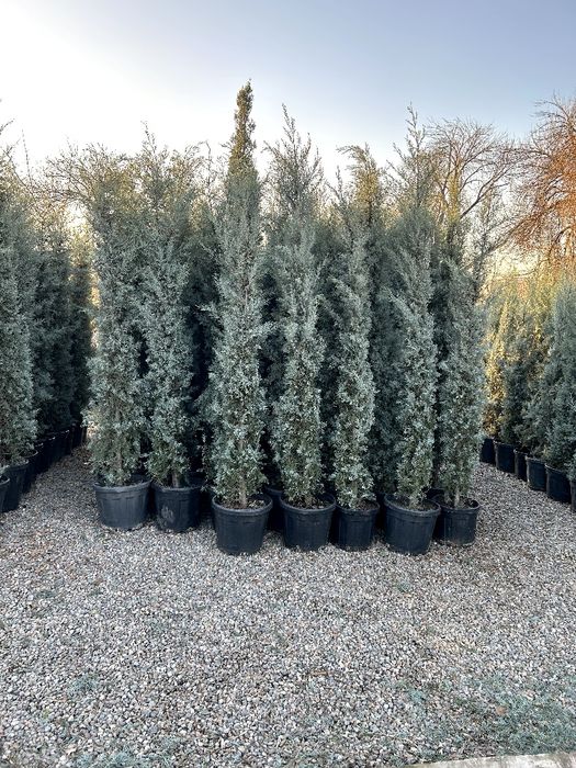 Кипарис kipar аризонский маржвеник туя голт туя  крим сасна арча archa