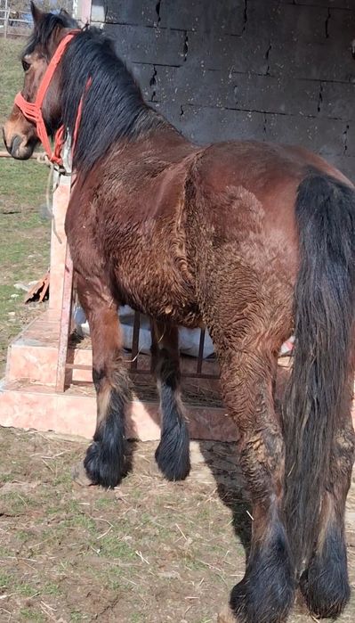 Vand iapa buna trage la caruta