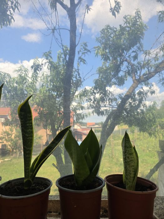 Planta limba soacrei