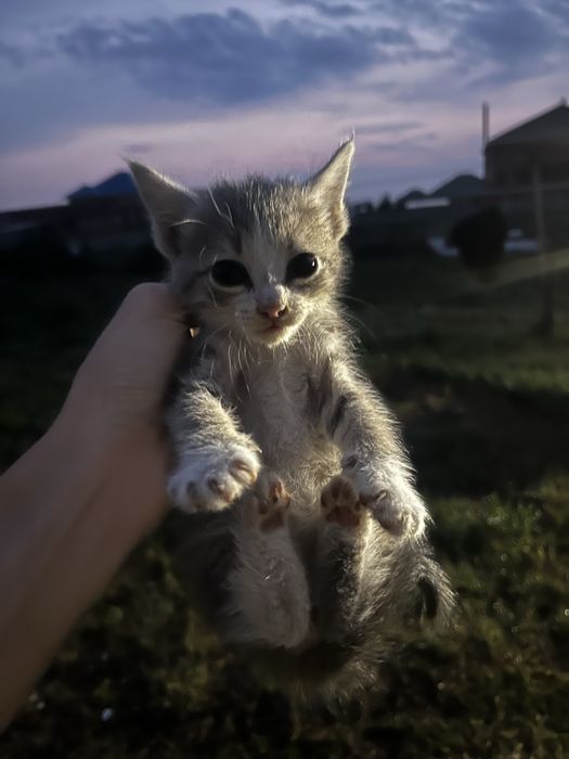 Отдам котенка в добрые руки