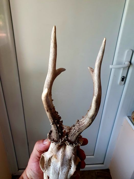 Два Трофея от сръндак перфектно състояние!