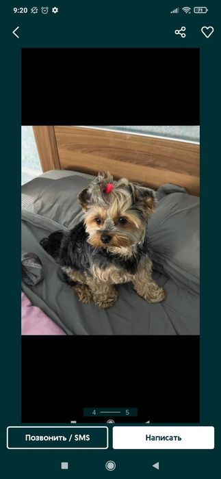 Продается эксклюзивный щенок йоркширского терьера