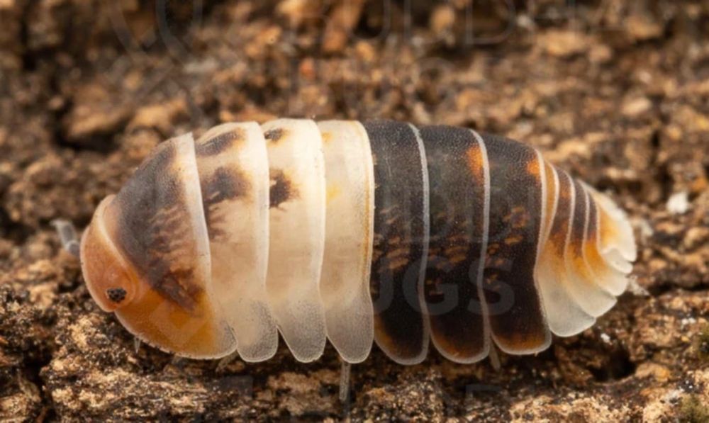 Izopode si miriapode