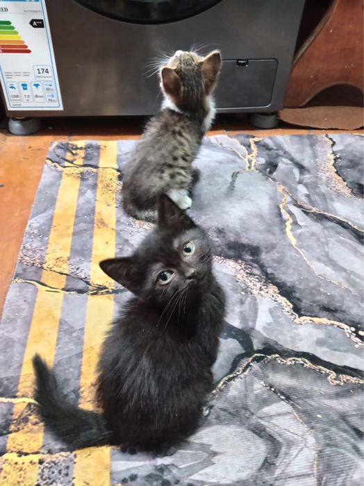Отдам котят в добрые руки