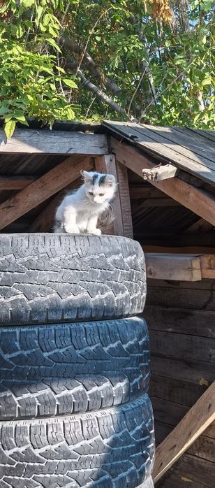 Срочно  котятам нужен дом.