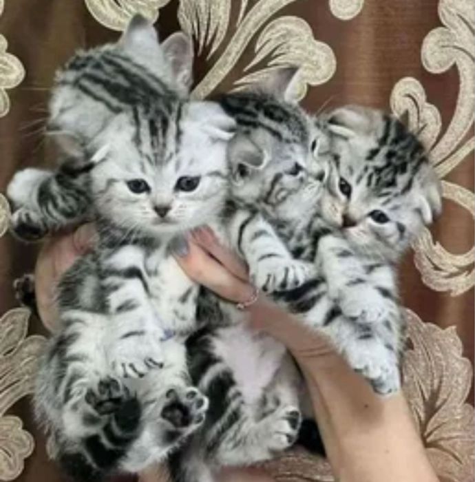 Прелестнейшие Шотландцы