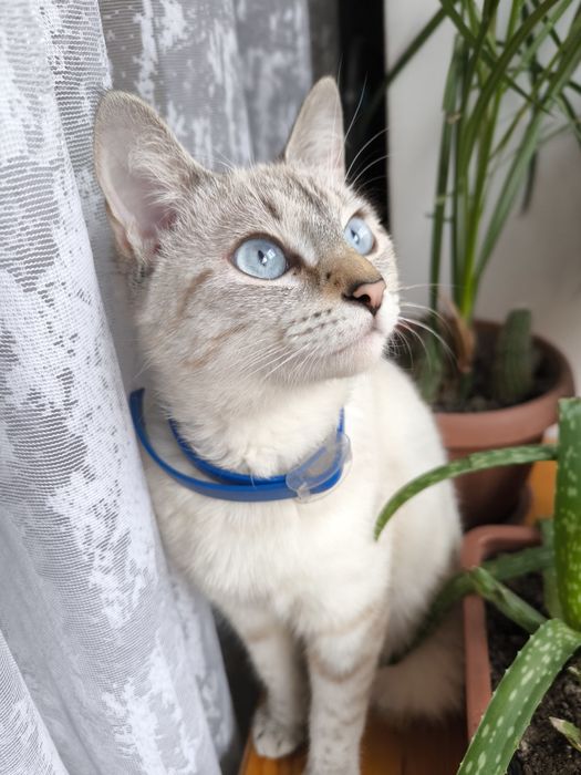 Молодую кошечку в добрые руки