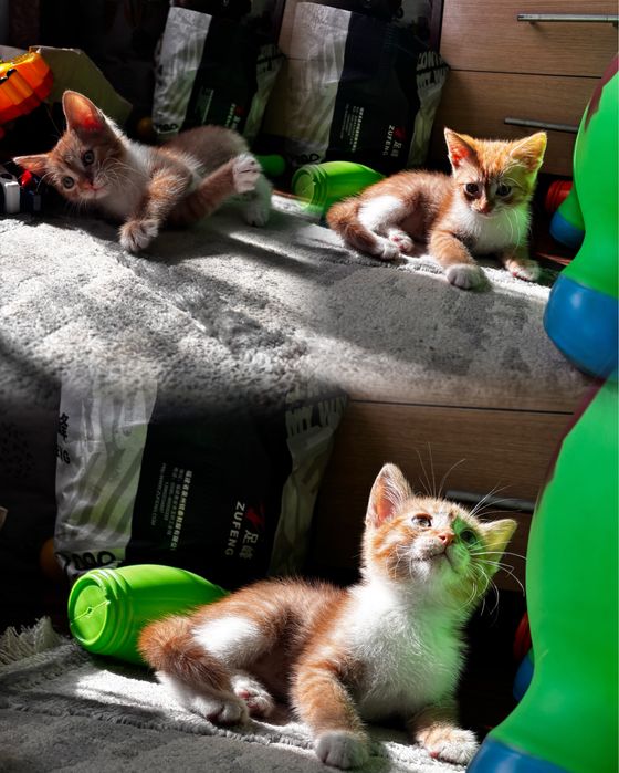Отдам котенка, мальчик