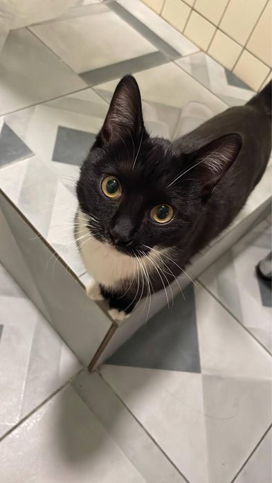 черный и белый кошка