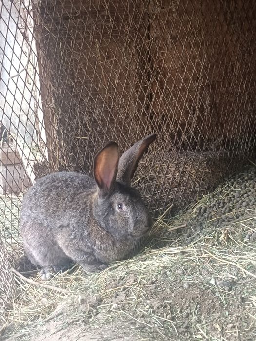 Продам крольчиху и кролов