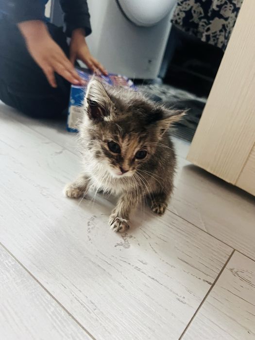 Маленькое чудо ищет дом!