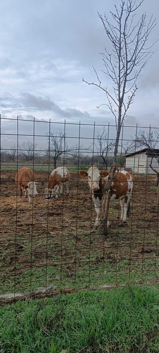 De vânzare 3 vaci gestante.