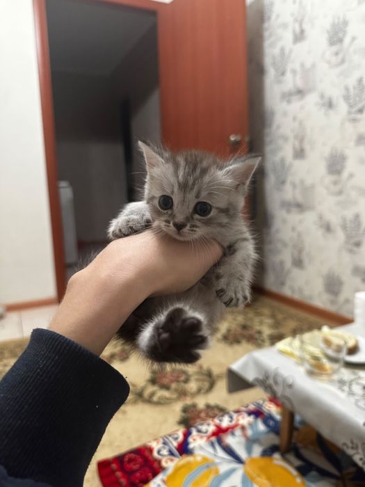 Отдам котят в добрые руки