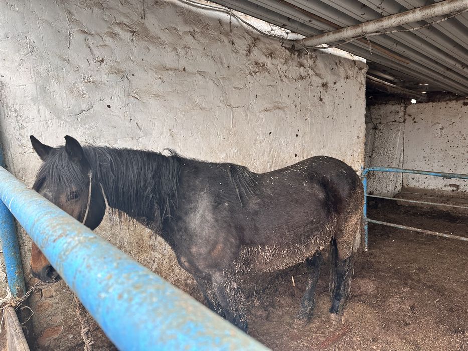 Бордақы бие сатамын