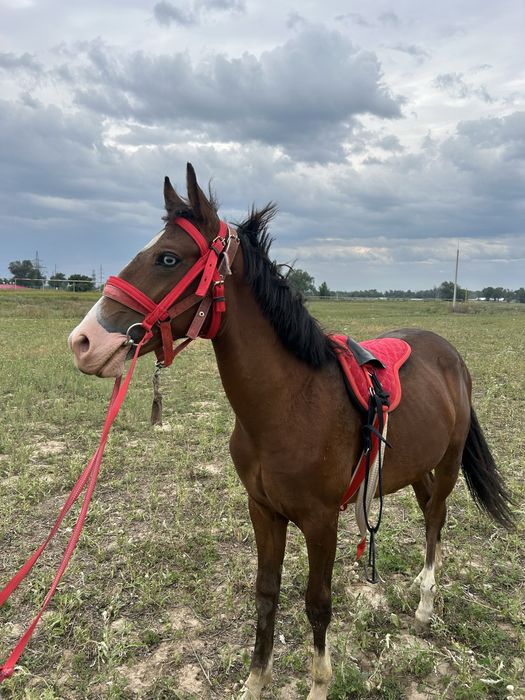 Продам весь скот