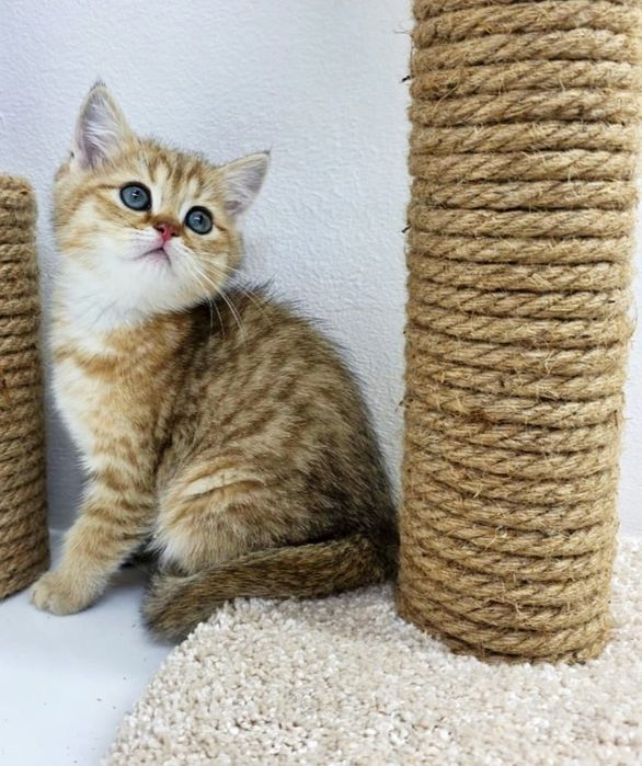 БриТашКи ОчаРоваШки ЗолоТые ПухЛяшкИ