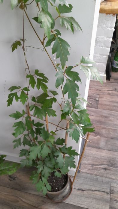 Комнатный виноград (циссус)