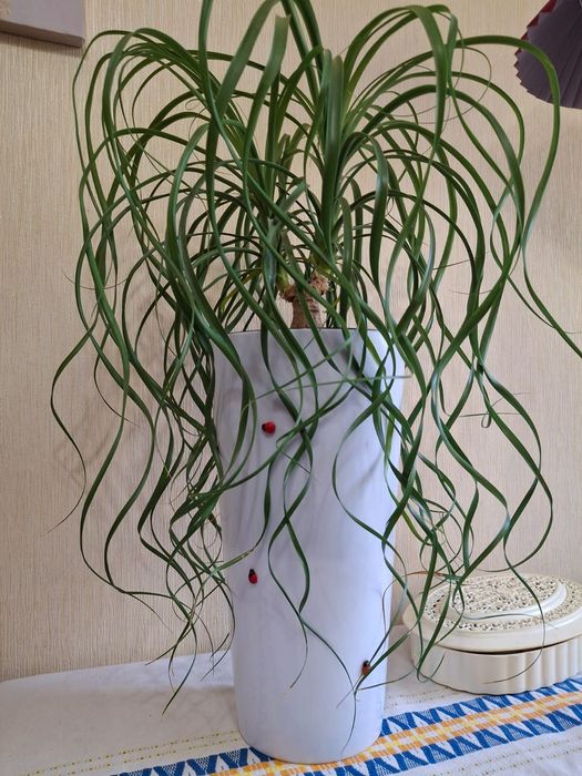 Продам шикарные цветы