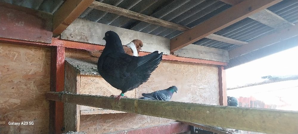 Vînd pasarile don imagine.