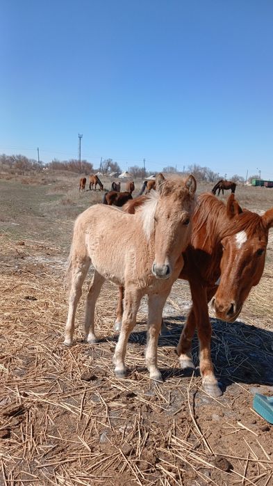 Ұрғашы Жабағы 10 ай