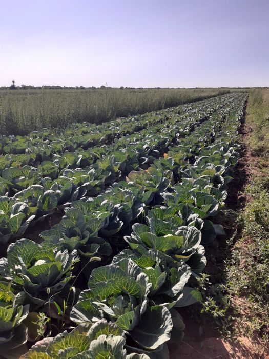 Крупный картофель