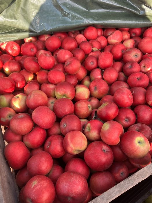 Vindem Mere Idared romanesti