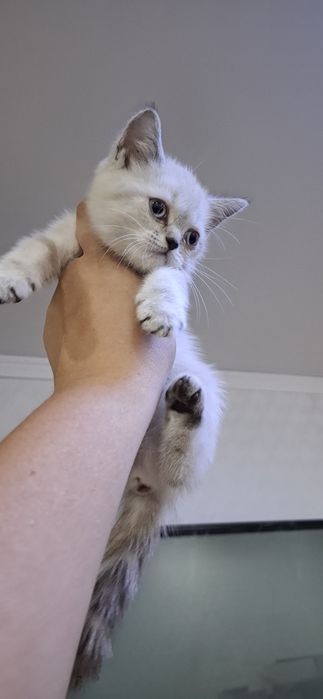 Британские милые котята