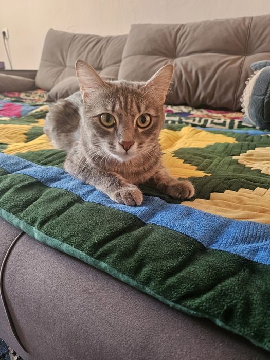 Отдам кота в хорошие руки