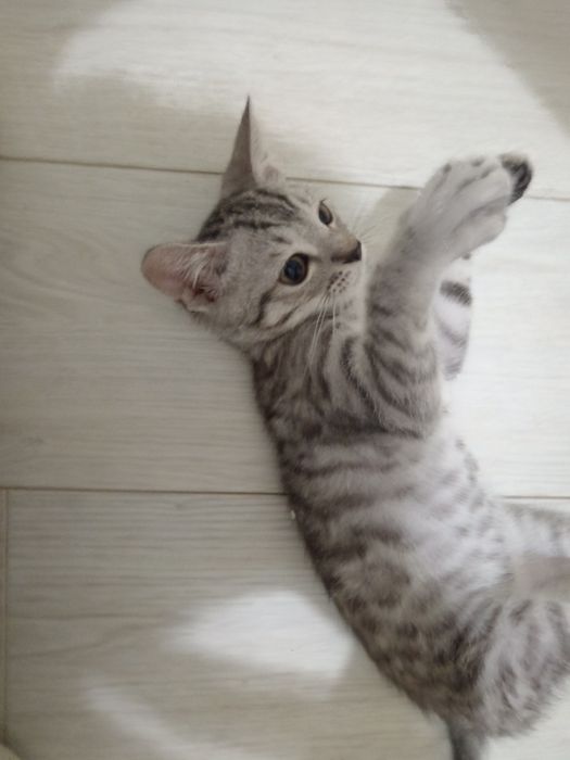 продаётся котенок