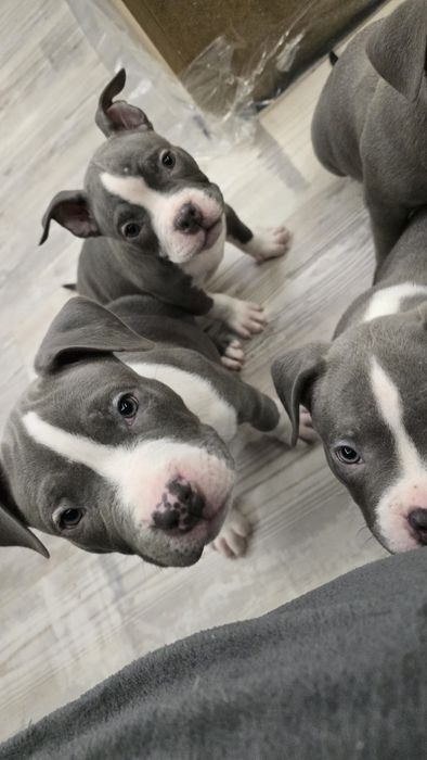 Американско Покет Були