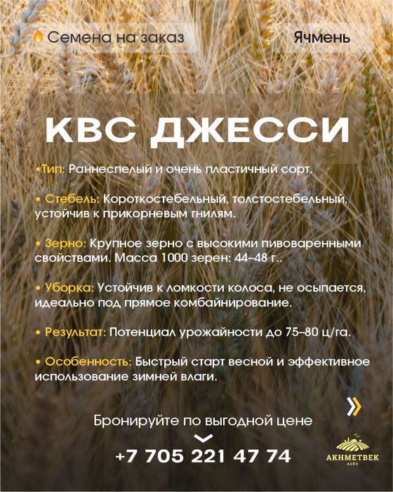 Семена Ячменя !!!