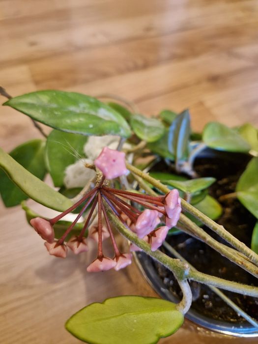 Floare de ceară (Hoya carnosa/ Lacrima maicii domnului)