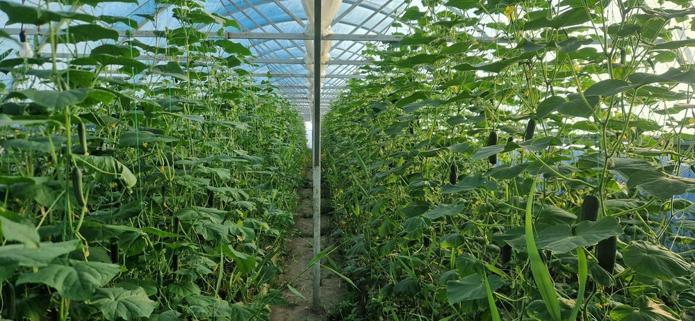 Продам теплица каркас