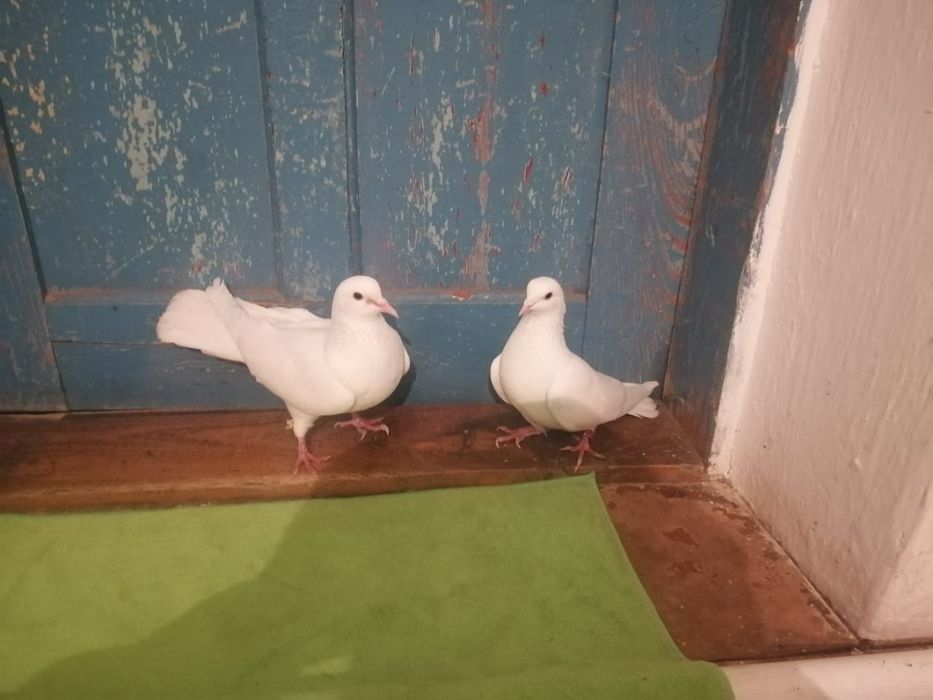 Көгершіндер сатылады