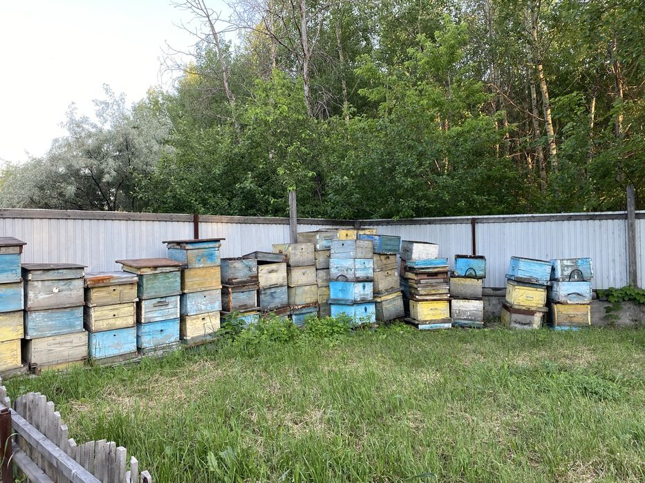 Продам улья для пчёл дадан