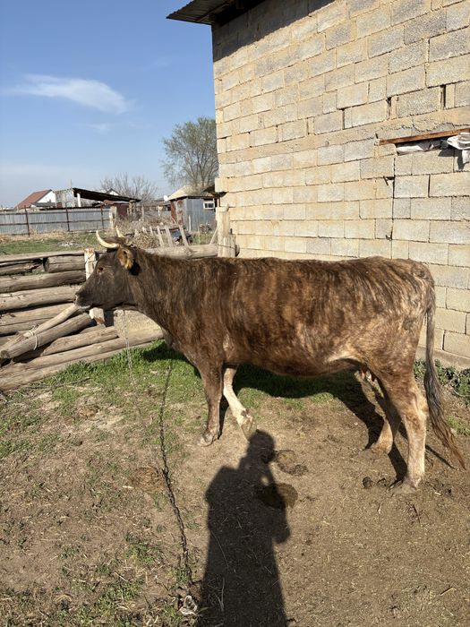 Семіз сиыр сатылады