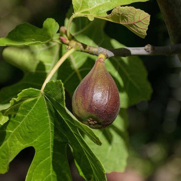 Smochin lungo del portogallo