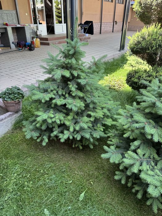 Голубая Ель ва Яшил Ель Сотилади 50% Скидкада