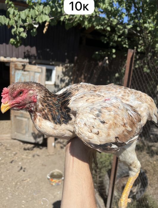 Продам курей хороших