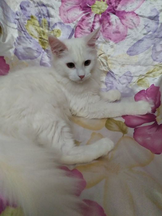 Готовится  на бронь девочка майн-кун помет к.полный покет документов