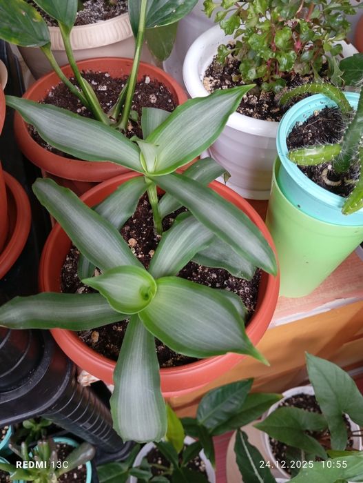 Продам цветы комнатные