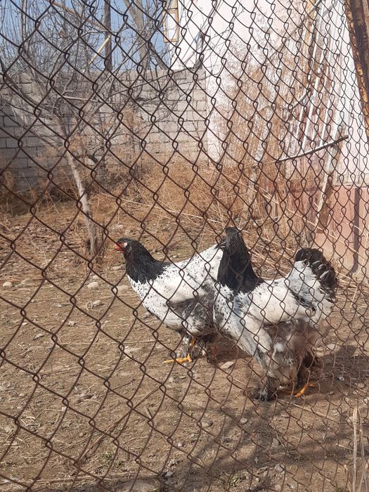 Brama tyomni pux tochkali