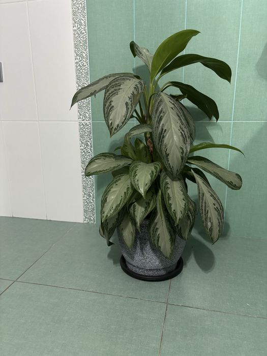 Аглаонема, кливия