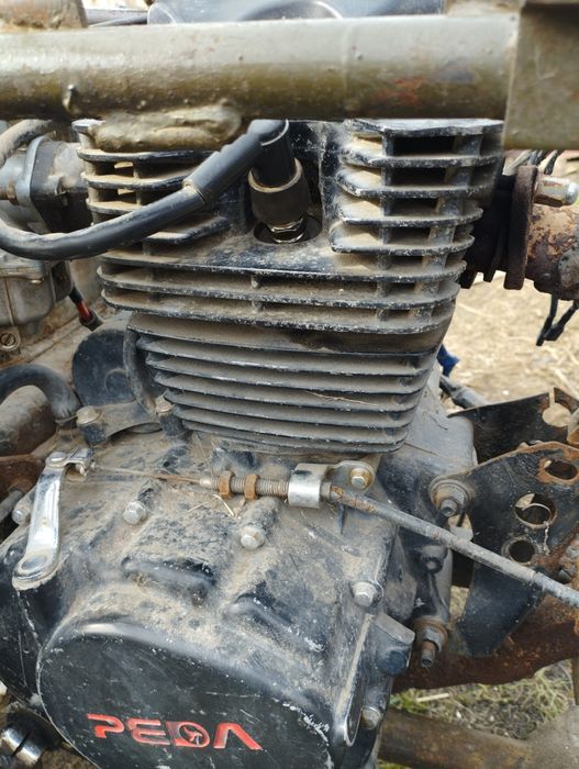 Продам 2 муравья недорого