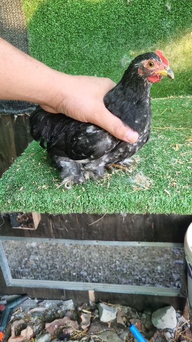 Gainusi si cocosei cochinchina pitic