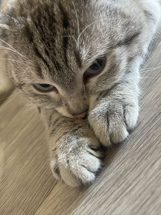отдам кота в добрые руки