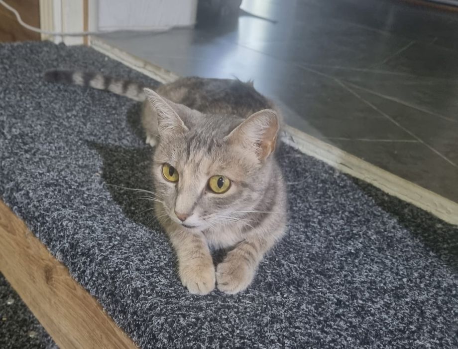 Отдам котят в хорошие руки
